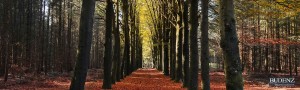 budenz-investigations-about-us-autumn-leaf-covered-road
